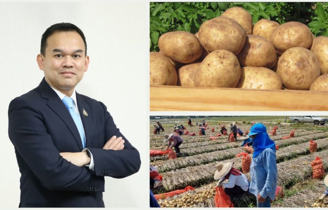 เกษตรฯ ผลักดันส่งเสริมการปลูกมันฝรั่งภายในประเทศ ตอบรับความต้องการที่เพิ่มขึ้น