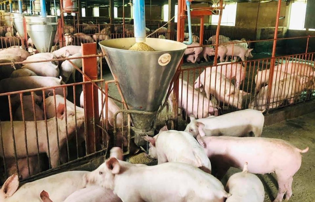 ผู้เลี้ยงหมู “ปาดเหงื่อ” วัตถุดิบอาหารสัตว์ปรับเพิ่ม 10% หลังรัสเซียพร้อมปิดล้อมทะเลดำ  โดย : อัปสร พรสวรรค์ นักวิชาการอิสระ