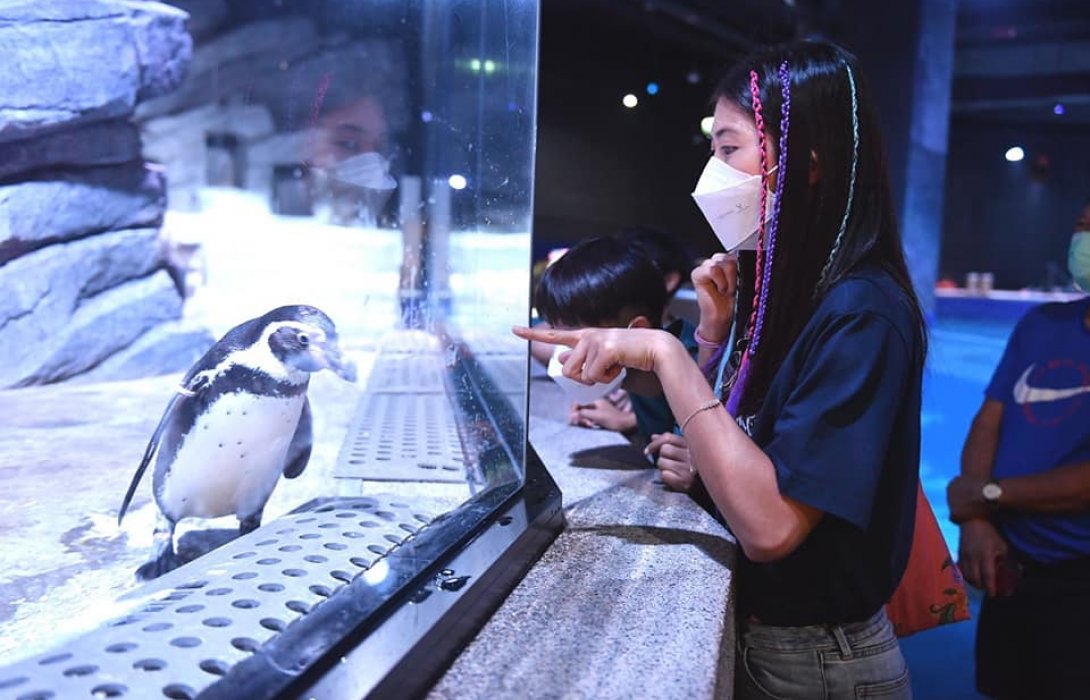 ทัพนักกีฬาโอลิมปิก ในภูเก็ต แซนด์บ็อกซ์ ทึ่งความงามใต้ทะเล หลงไหล อควาเรีย ภูเก็ต