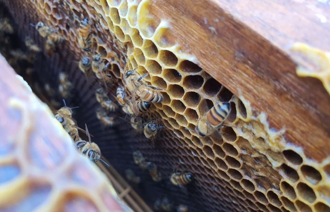 สมาคมผึ้งเอเชียจับมือซินเจนทา ตั้งศูนย์ประสานงานช่วยเกษตรกรชาวสวนผลไม้ และผู้เลี้ยงผึ้งทั่วประเทศ เตรียมรับมือ GAP