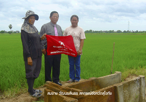 พันธุ์ข้าวสหกรณ์ฮอต! ชาวนาสุโขทัยแห่ซื้อแตะ 80 ล้าน