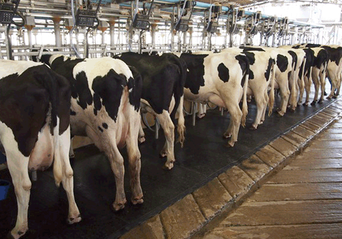 ตั้งเป้าดันสหกรณ์มาตรฐาน GMP ผลักดันจัดตั้งชุมนุมฯโคนมระดับภาค